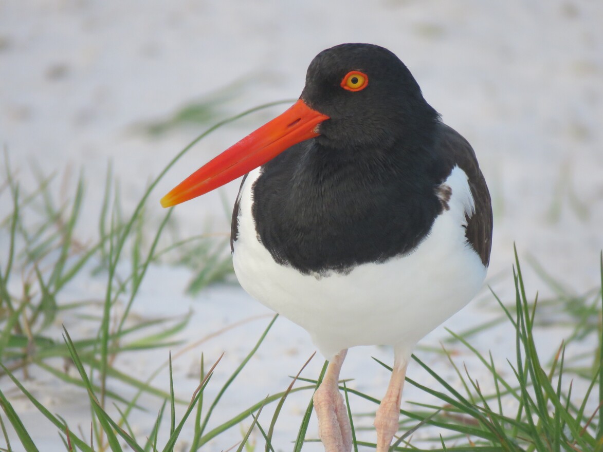 American Oystercatcher